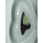 Vlinder vleugel nr 4